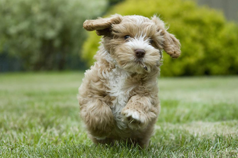 Cockapoo (Spoodle) puppy