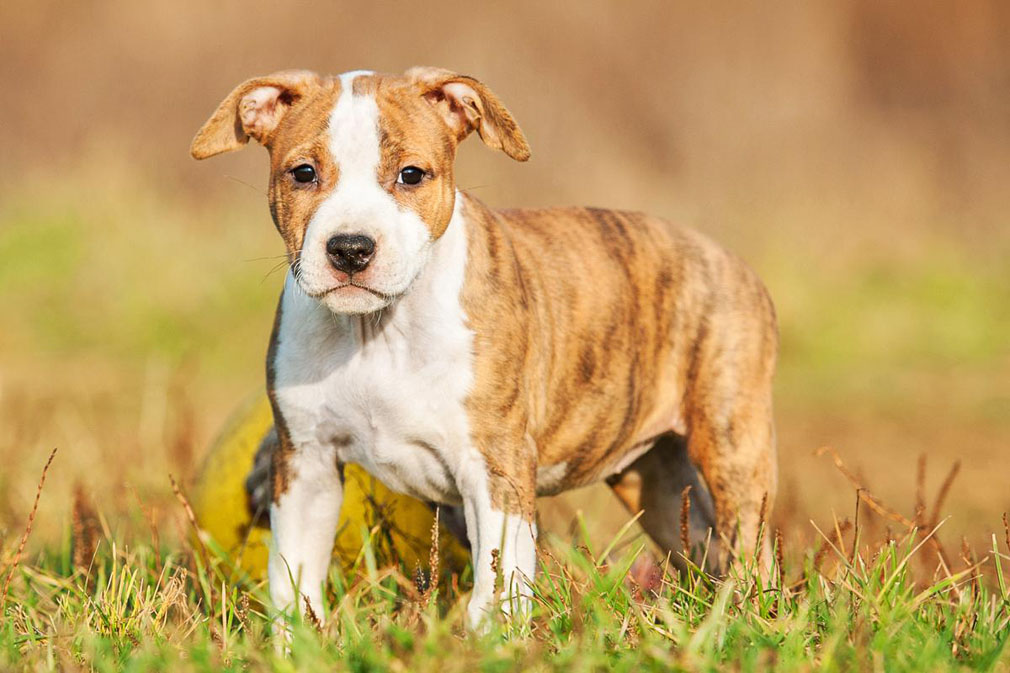 Meet the Staffordshire Bull Terrier!
