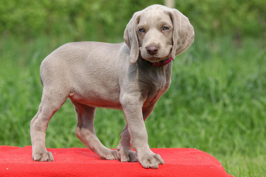 Weimaraner puppy