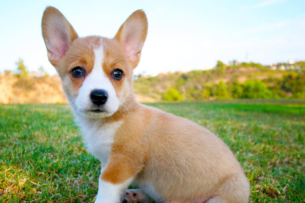 Welsh Corgi (Pembroke) puppy