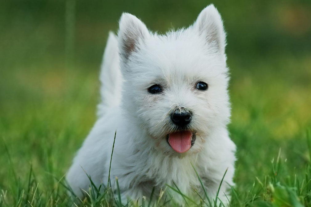 West Highland White Terrier puppy