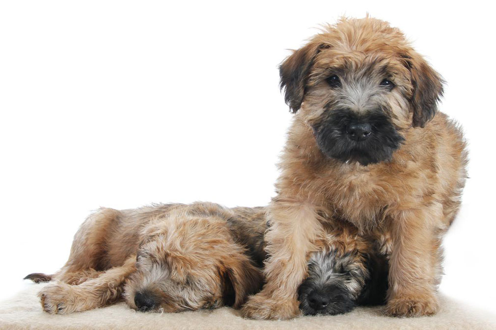 Wheaten Terrier puppies