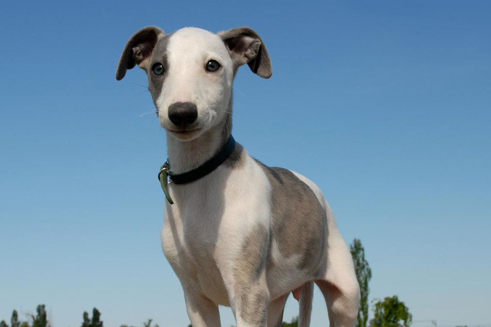 Whippet puppy