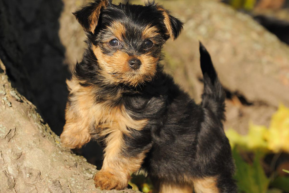 Yorkshire Terrier puppy