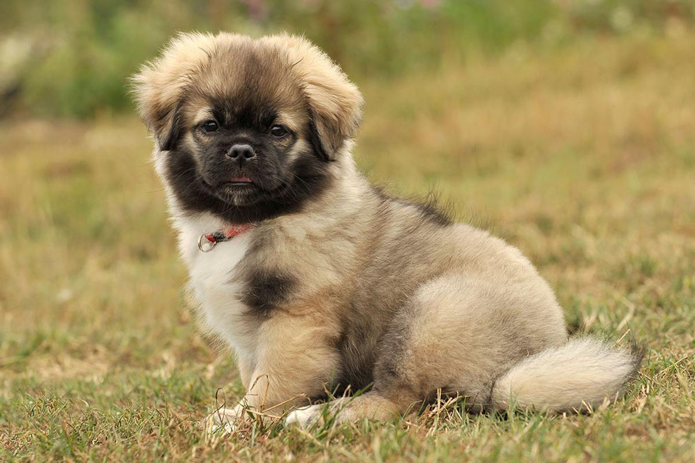 Tibetan Spaniel puppy