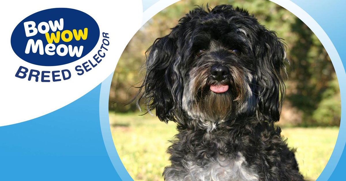 Black moodle sales dog