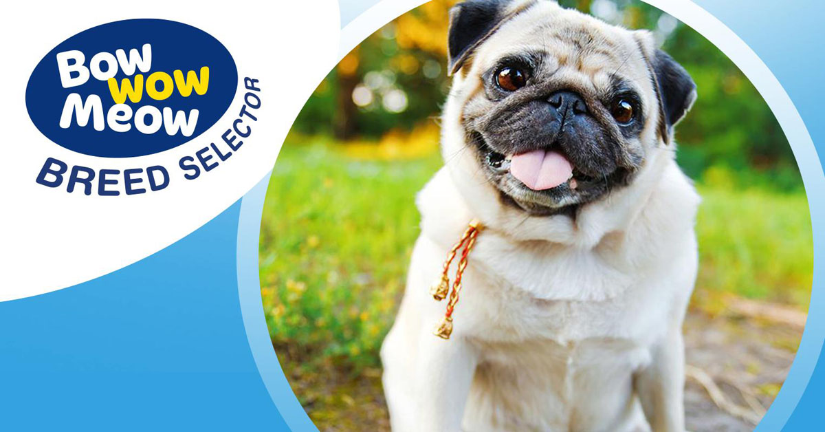 oldest pug in the world meet the pug oldest pug in the world meet the pug