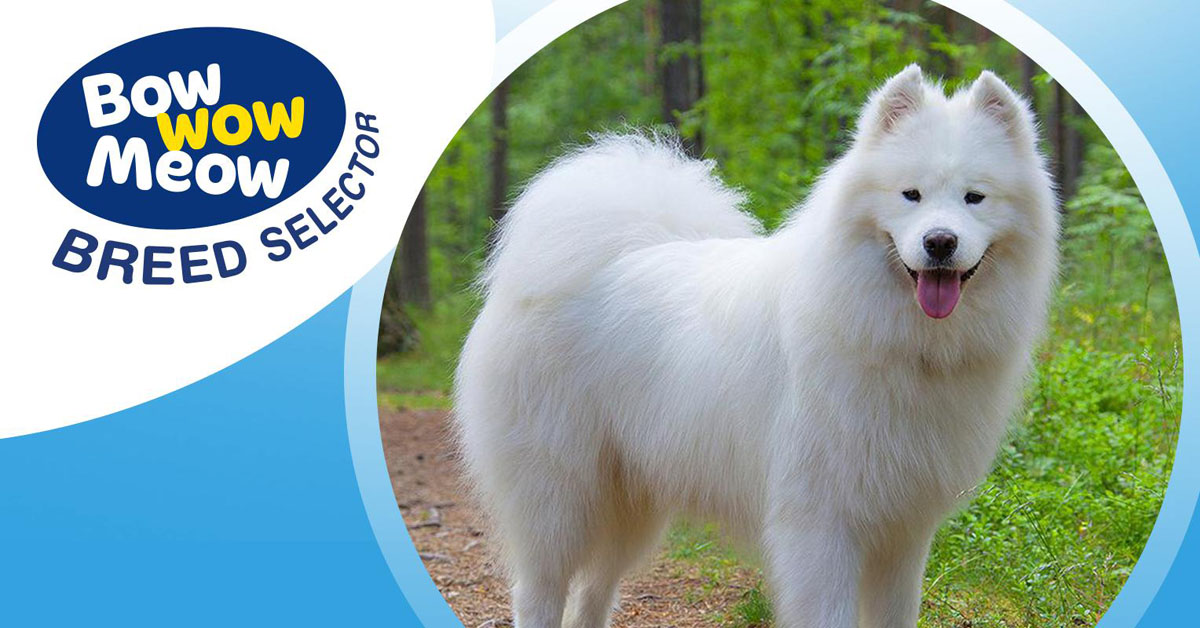 Fully grown hot sale samoyed