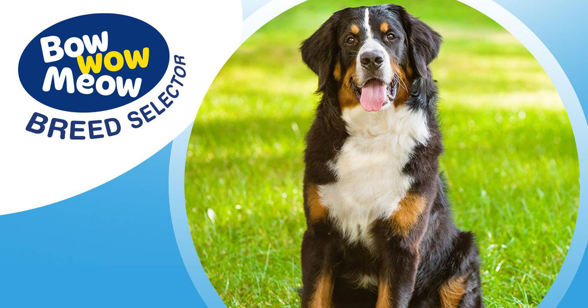 Dog Breed Selector Quiz Which Dog Should I Get? atelieryuwa.ciao.jp