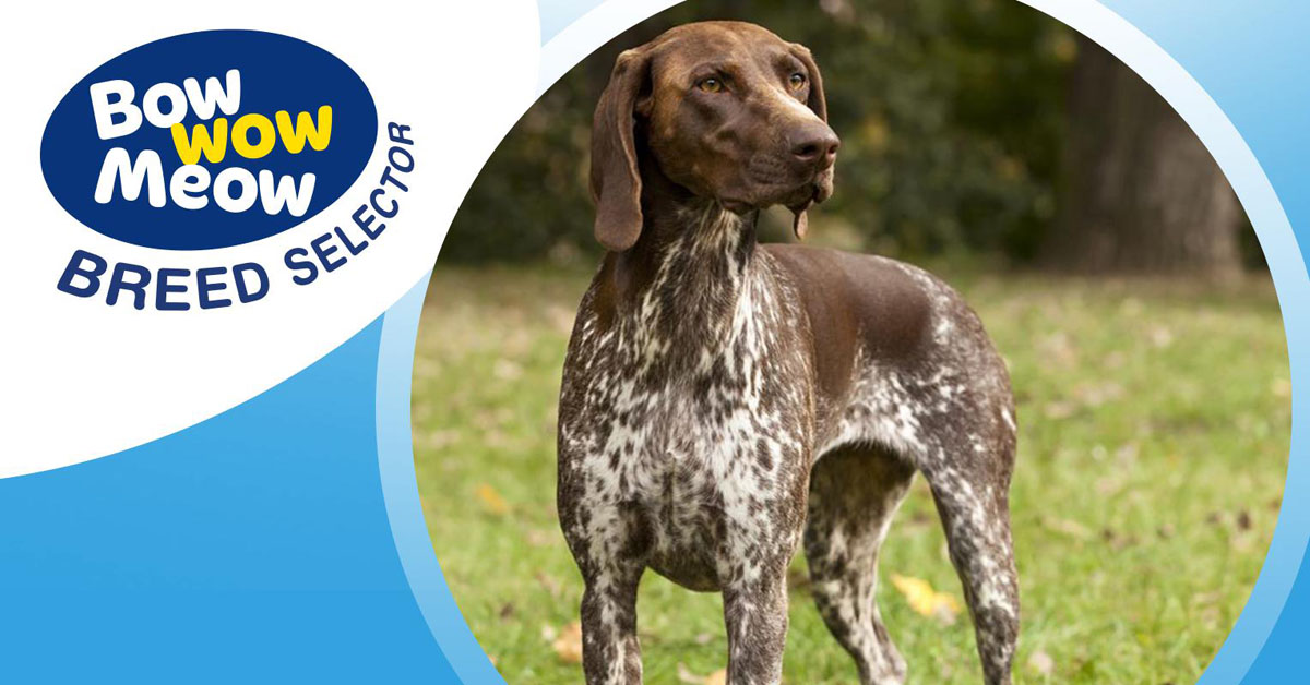 Are German Shorthaired Pointers Cuddly