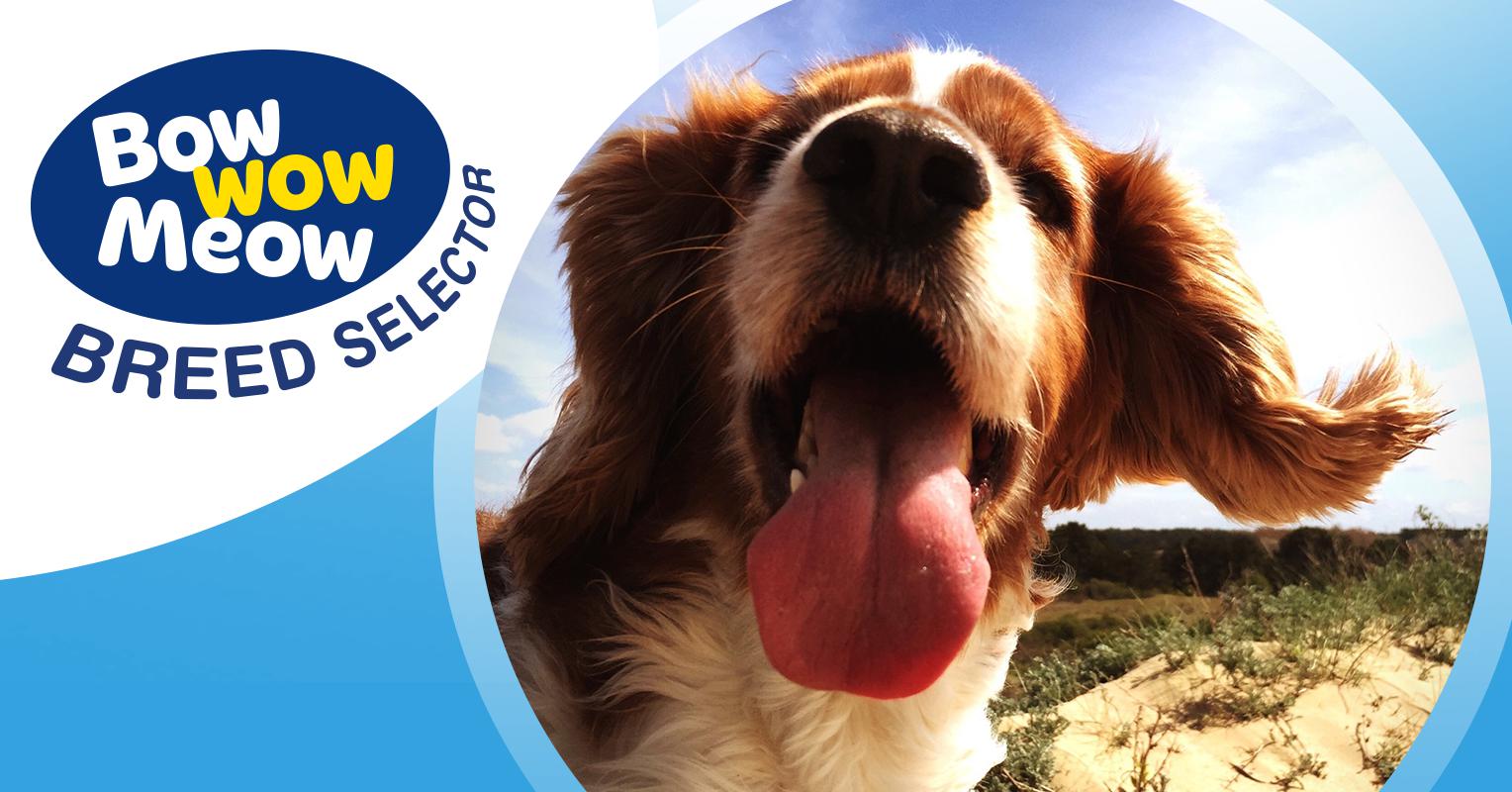 Find the right dog for shop me quiz