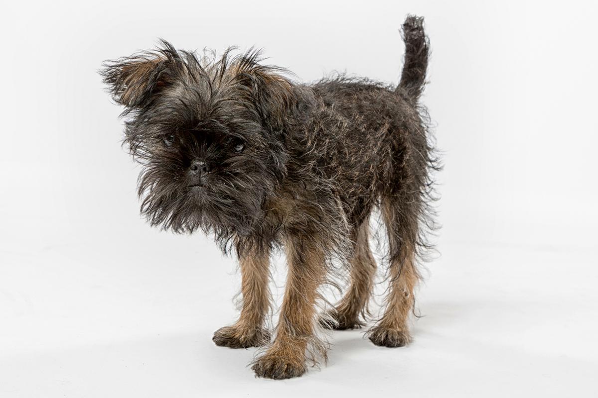 Affenpinscher puppy