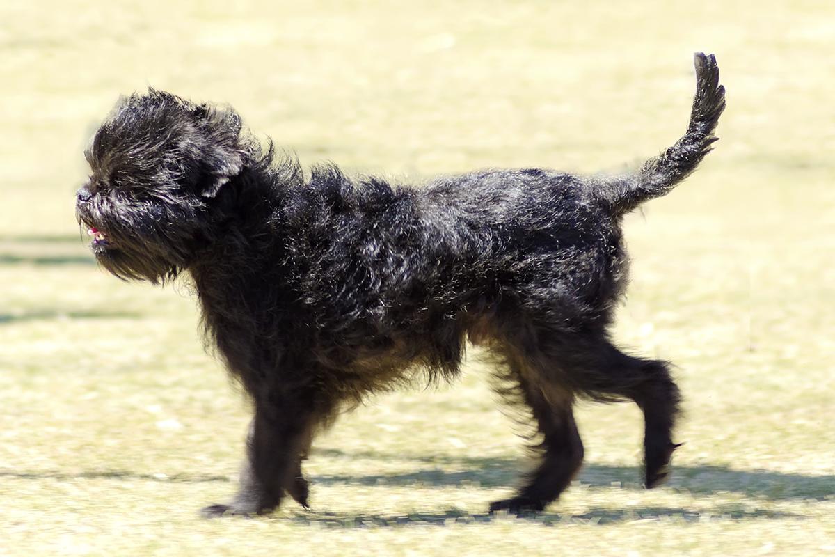 Affenpinscher adult