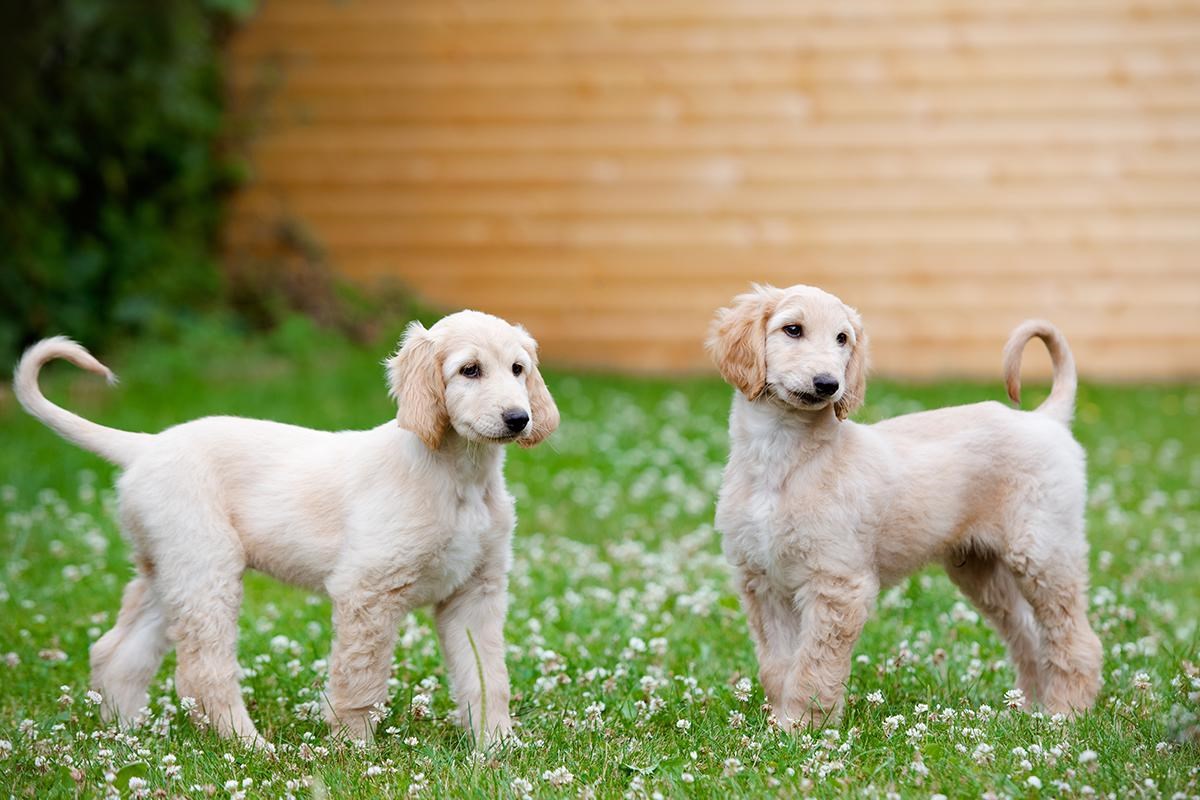 Meet The Afghan Hound 