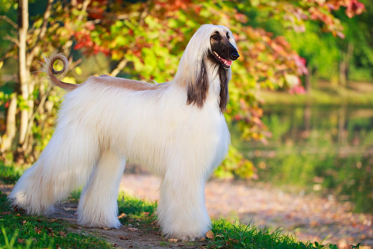 Meet the Afghan Hound!