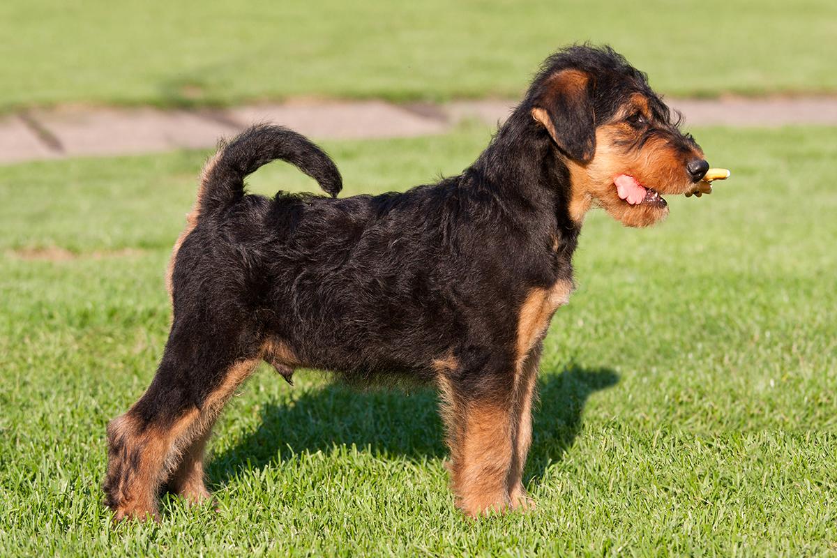 Airedale Terrier puppy