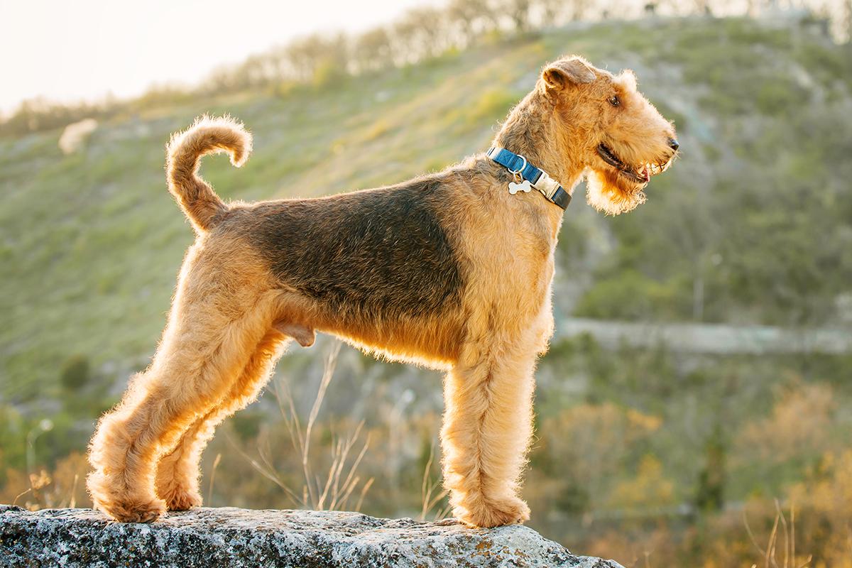 Meet the Airedale Terrier!