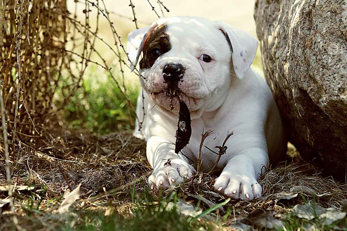 American Bulldog puppy