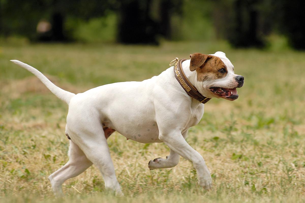 American Bulldog adult