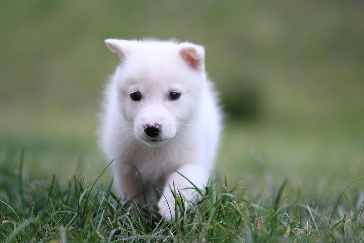 American Eskimo Dog puppy