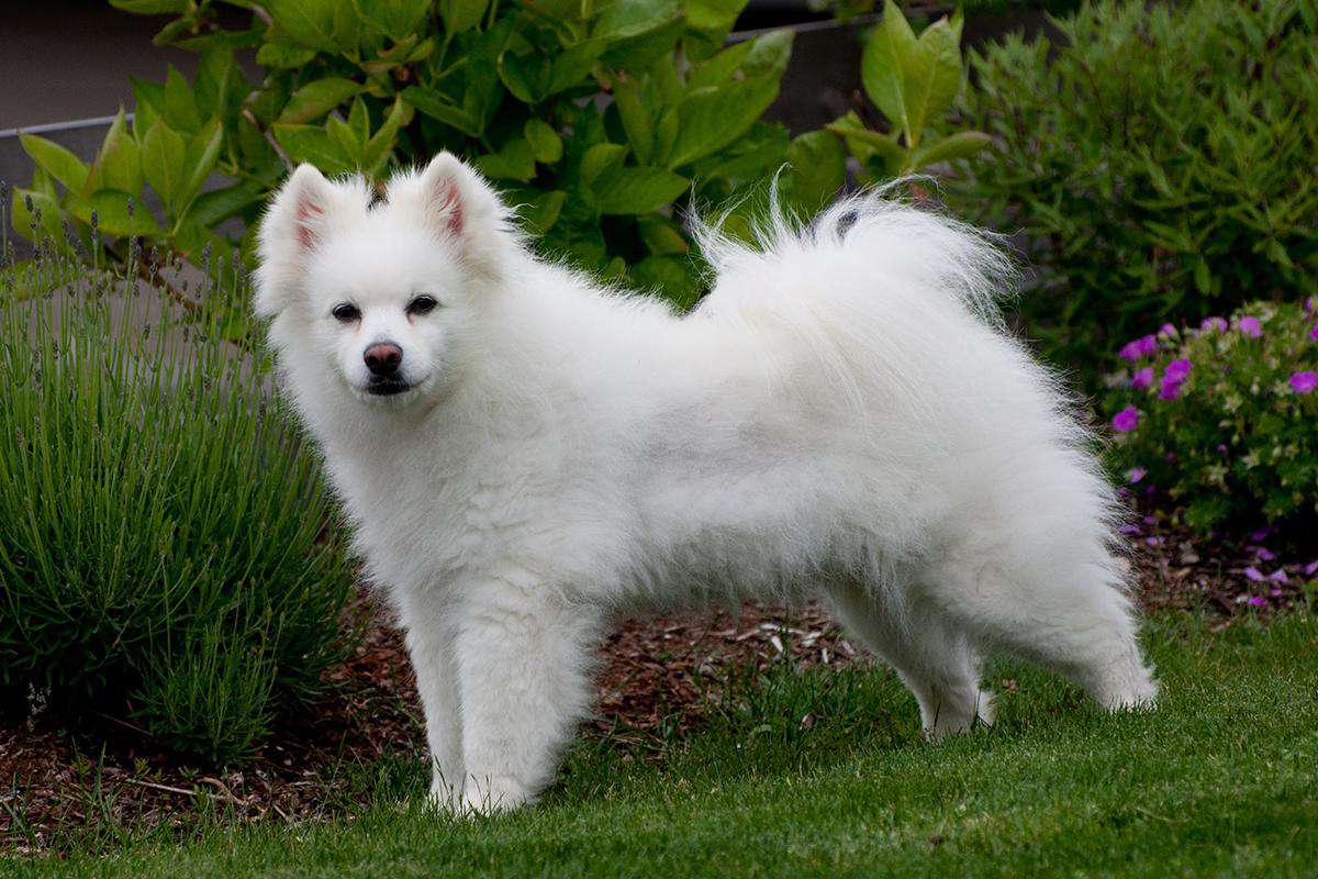 American Eskimo Dog adult