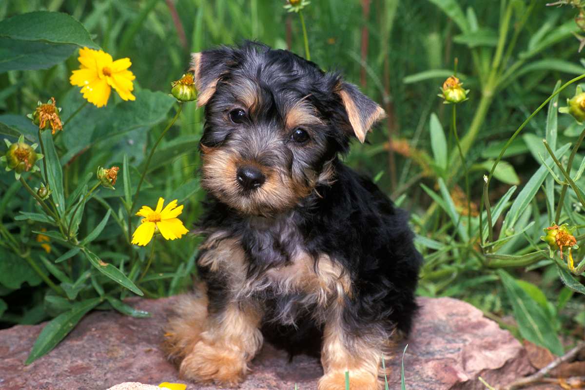 Australian Silky Terrier puppy