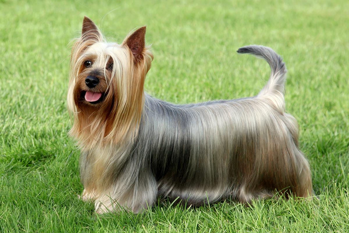 Australian Silky Terrier adult