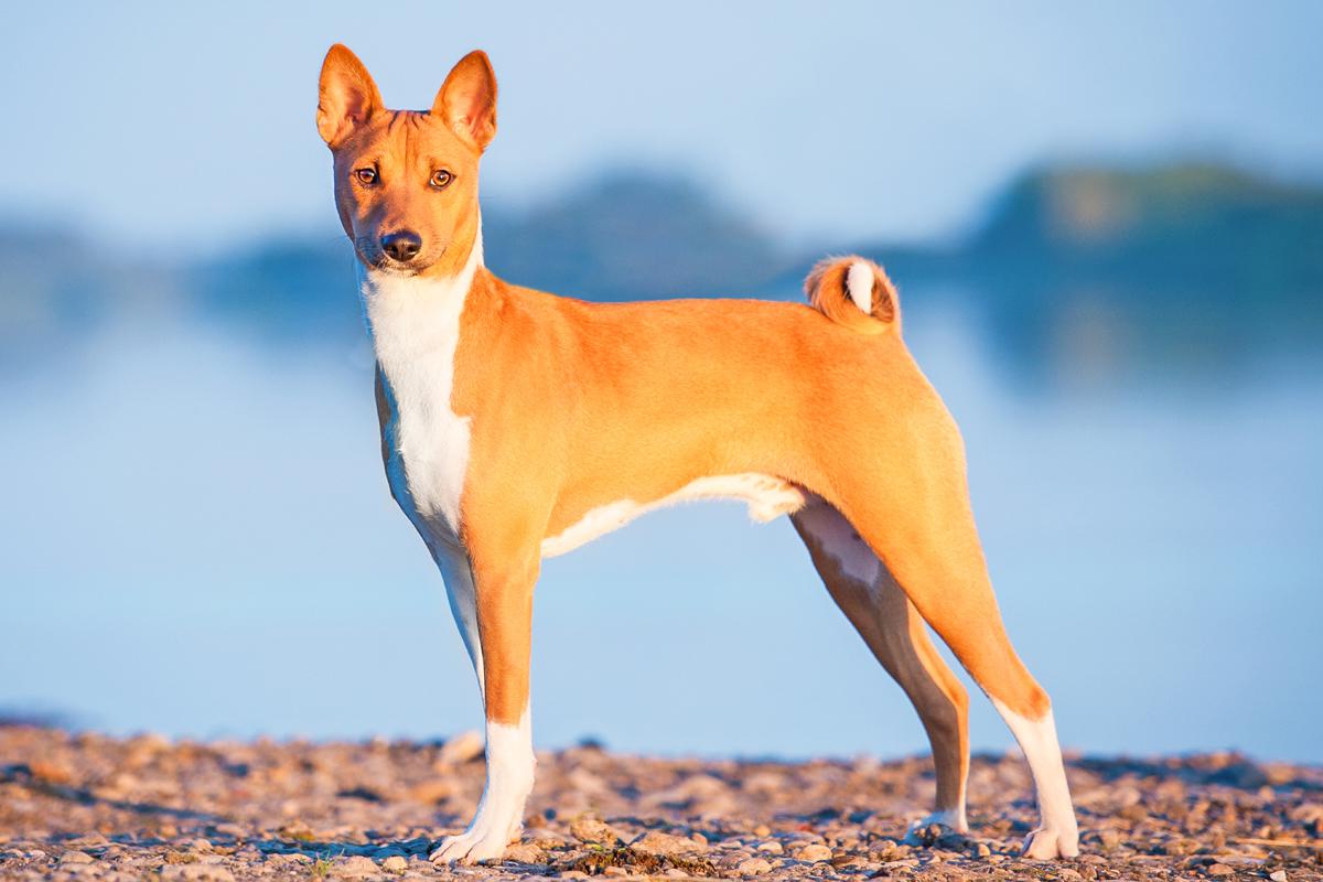 wild basenji