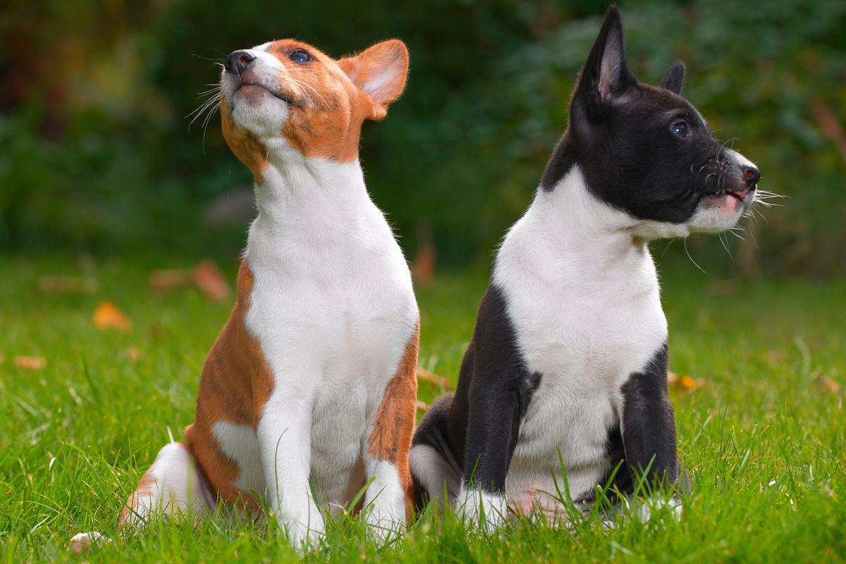 Basenji puppies