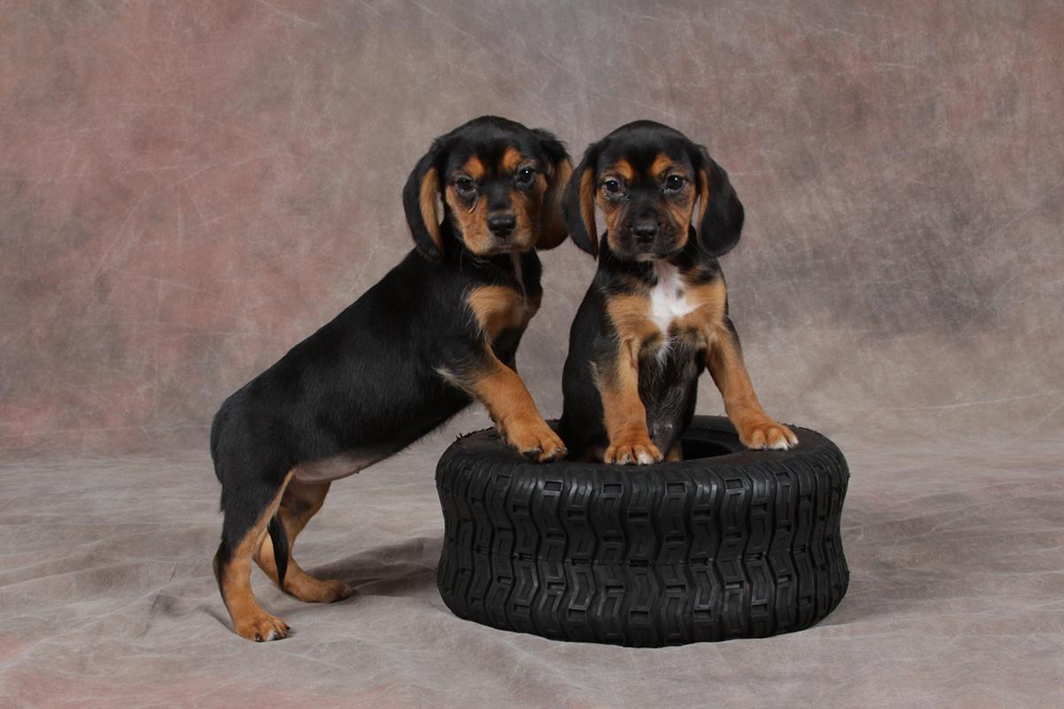 Beaglier breeders best sale