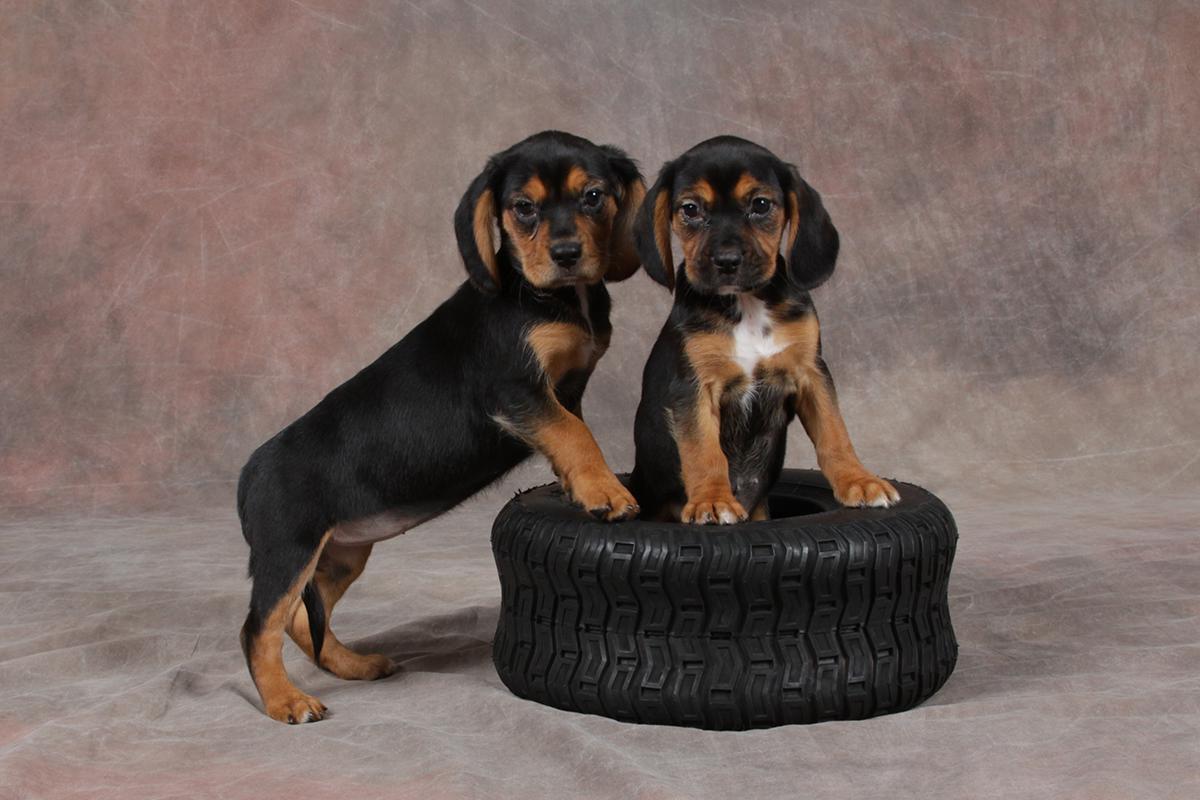 Beaglier puppies