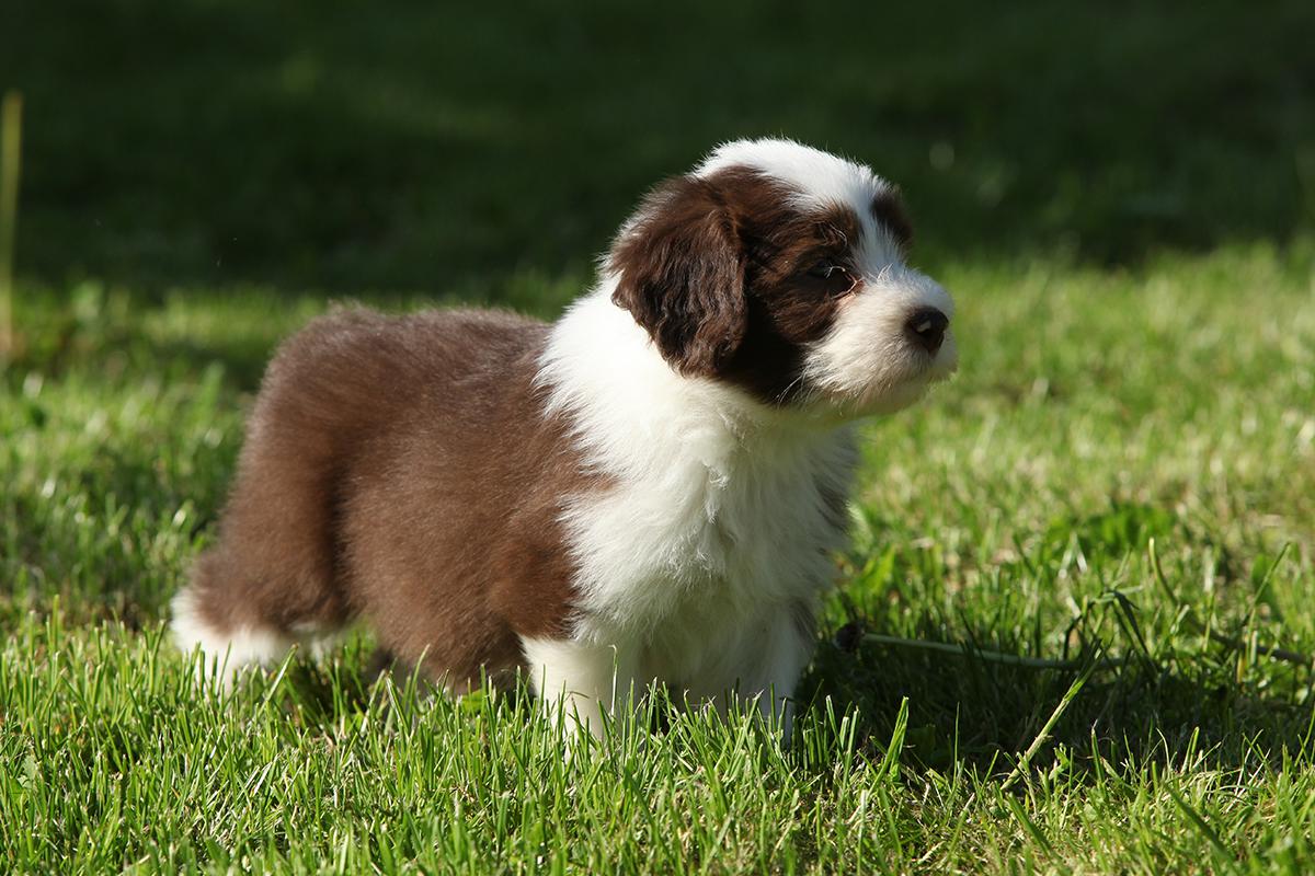 Bearded Collie puppy