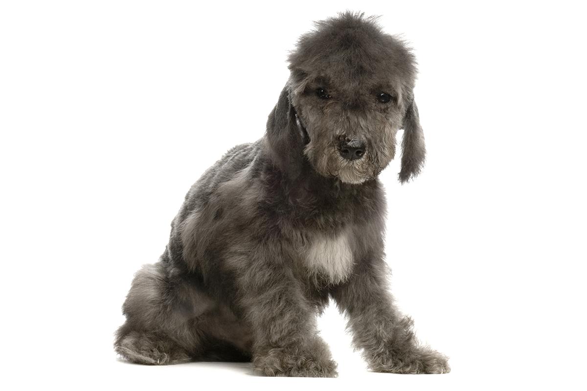 Bedlington Terrier puppy