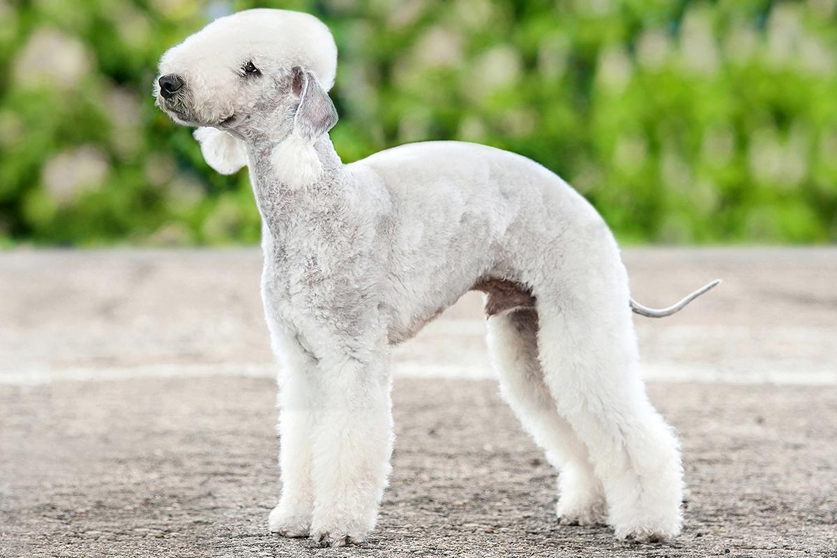 Bedlington Terrier adult