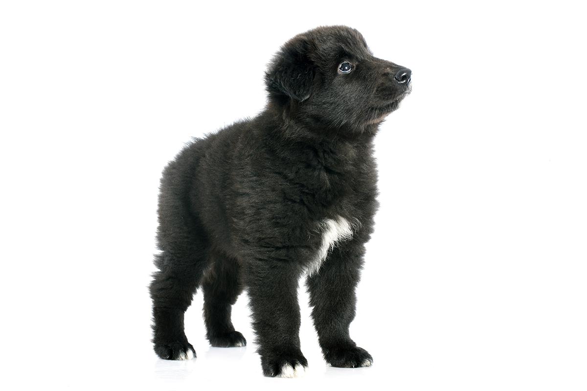 Belgian Shepherd Groenendael puppy