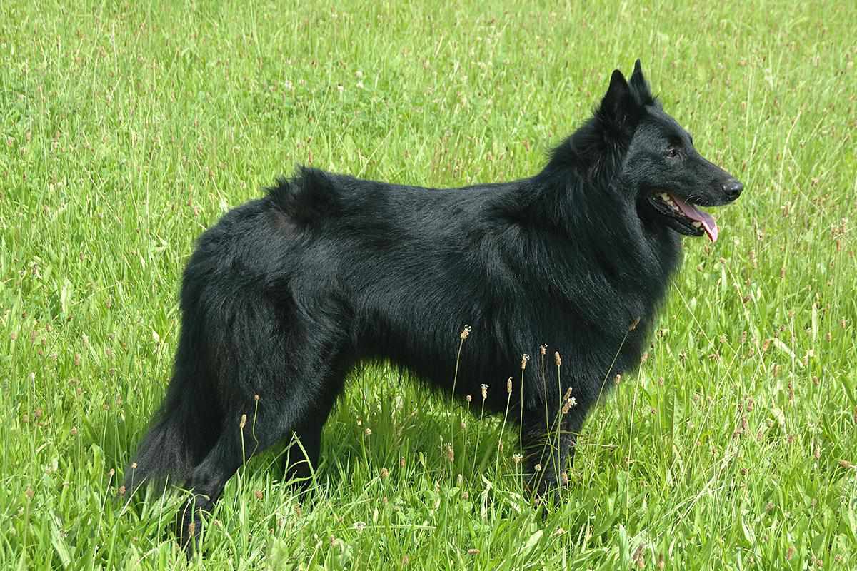 Belgian Shepherd Groenendael adult