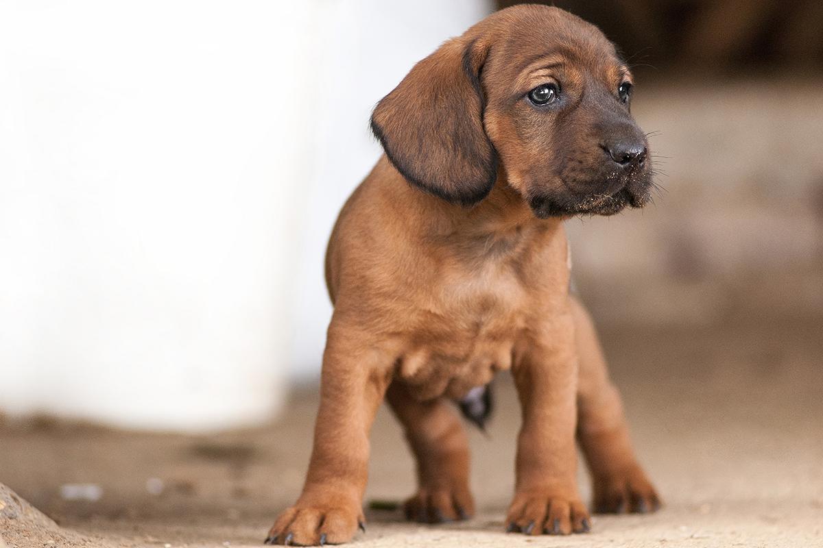 Bloodhound puppy