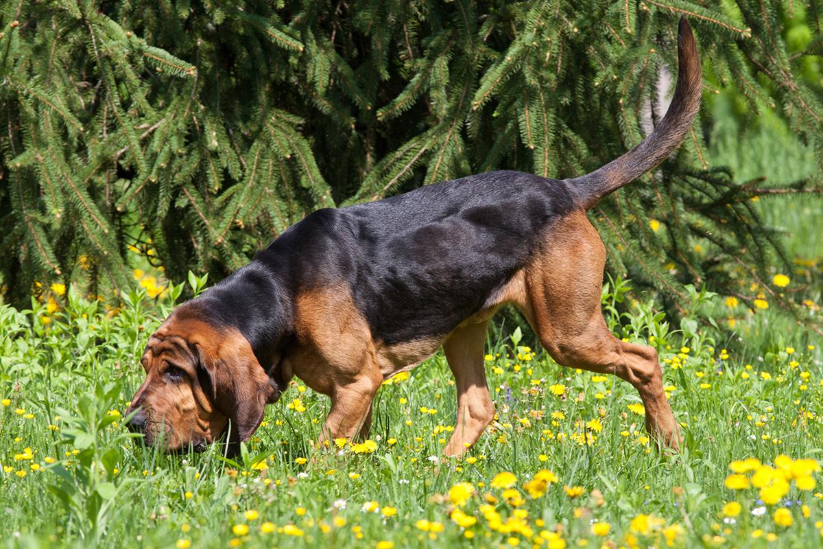 Bloodhound adult