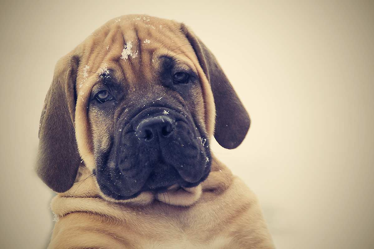 Boerboel puppy