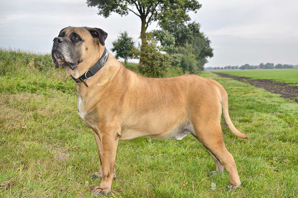 Boerboel adult