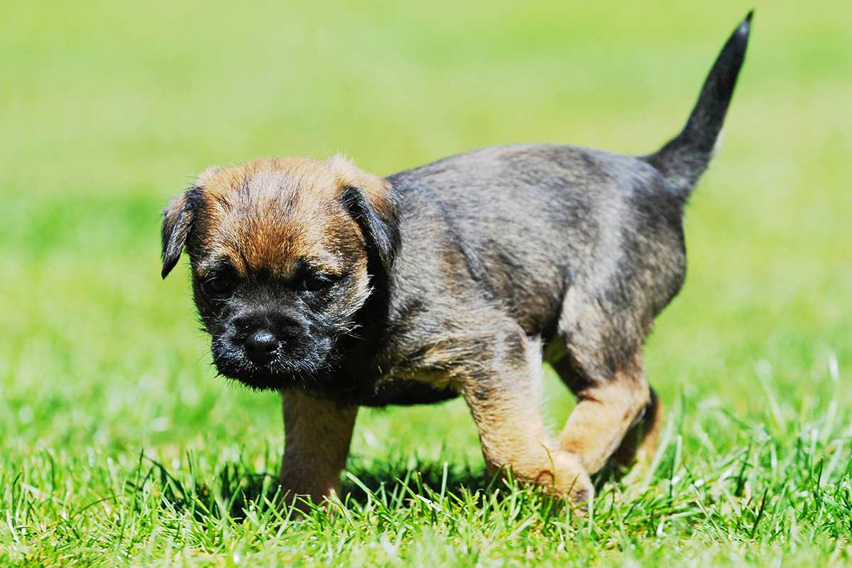 Border Terrier puppy