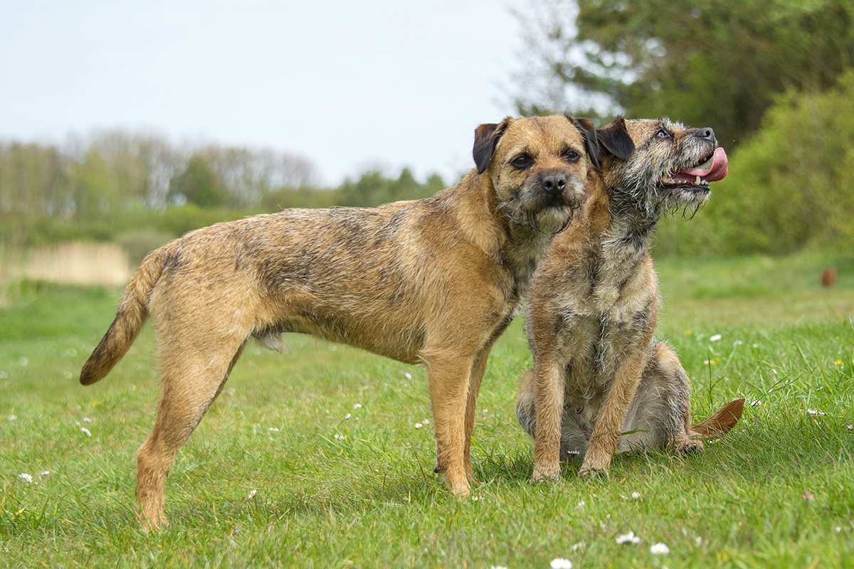 Short haired border terrier clearance
