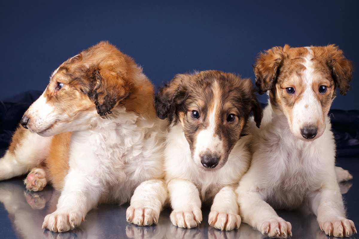 Borzoi puppies