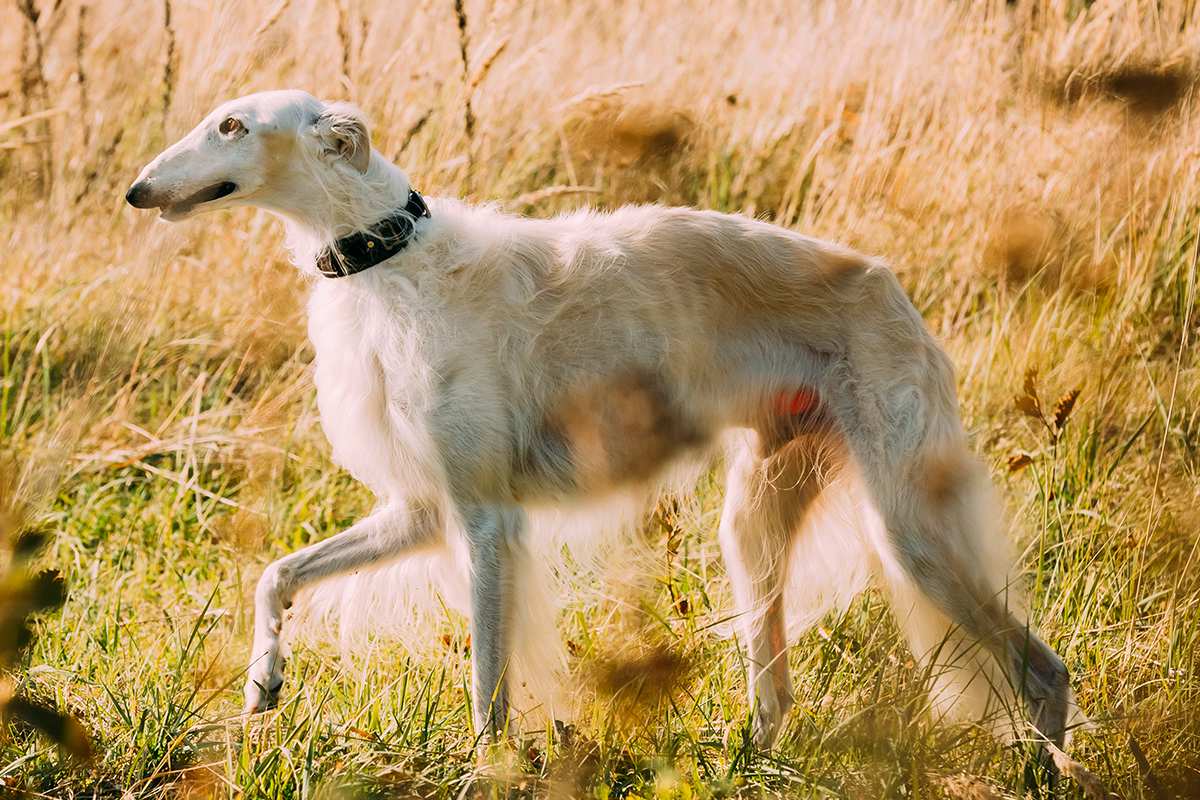 Borzoi adult