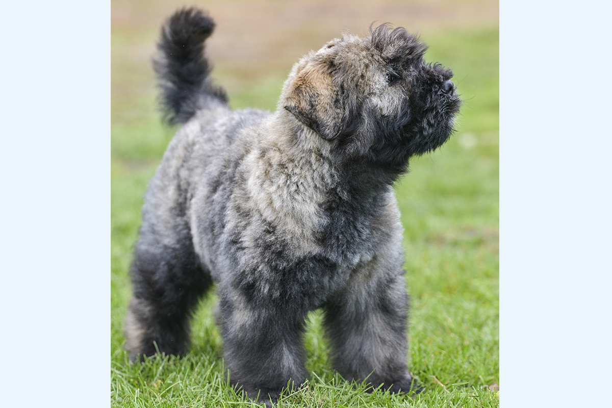 Bouvier Des Flandres puppy