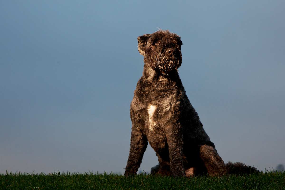 Bouvier Des Flandres adult