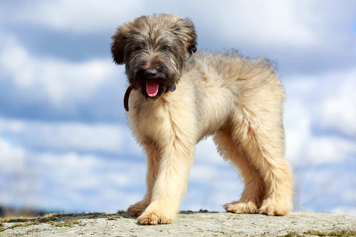 Briard puppy