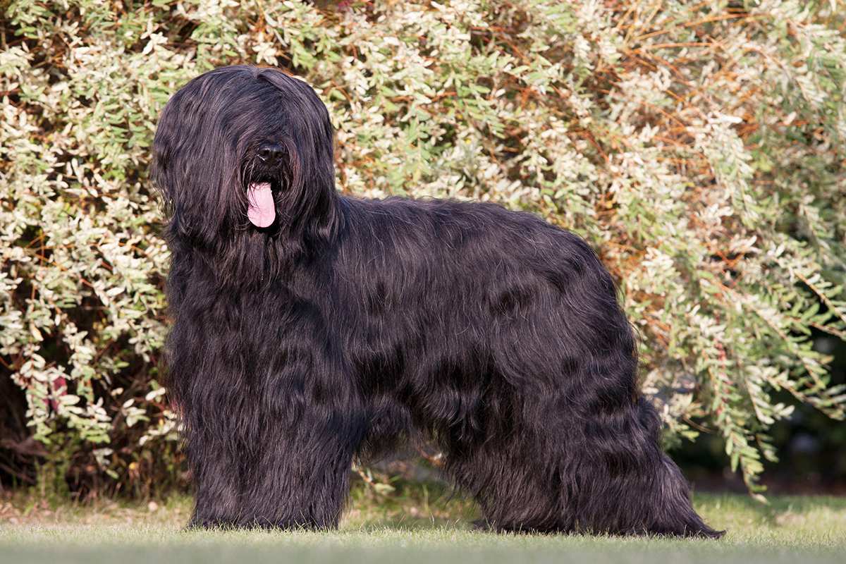 Briard adult