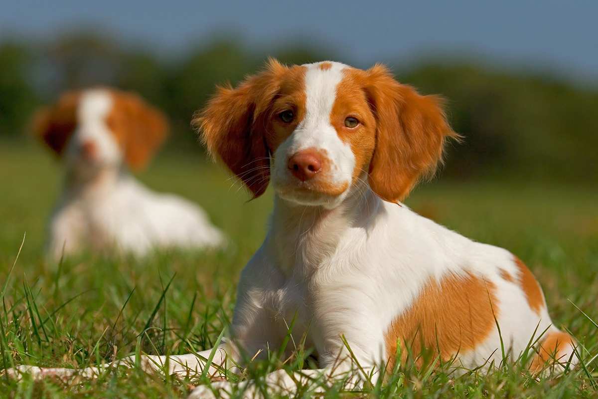 are brittany dogs friendly