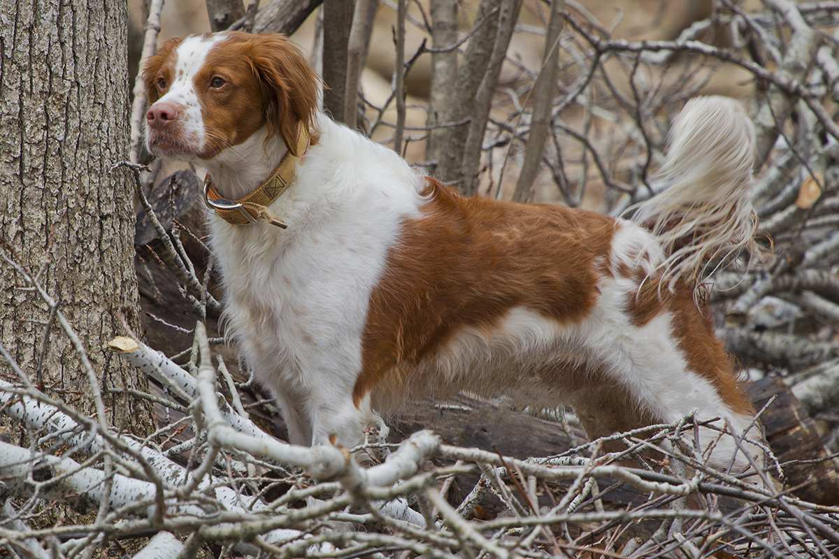 are brittany dogs friendly